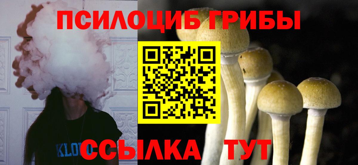 где купить наркоту  Домодедово  Псилоцибиновые грибы GOLDEN TEACHER 